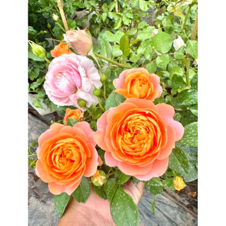 กุหลาบสายพันธุ์ จุ้ยซี่ เทเรซ่า (Juicy Terrazza) พุ่มเตี้ย สีส้ม ดอกช่อพวง ออกดอกเก่ง