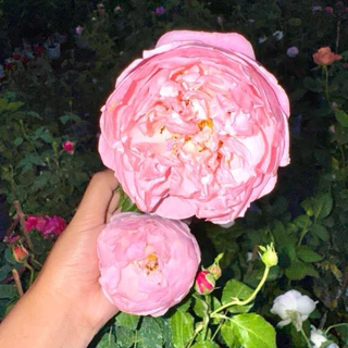 กุหลาบเลื้อย ชมพู (Pink Plume) กลิ่นหอมแรง หอมแคนดี้ ไม้เลื้อย ทรงดอกพิโอนี่