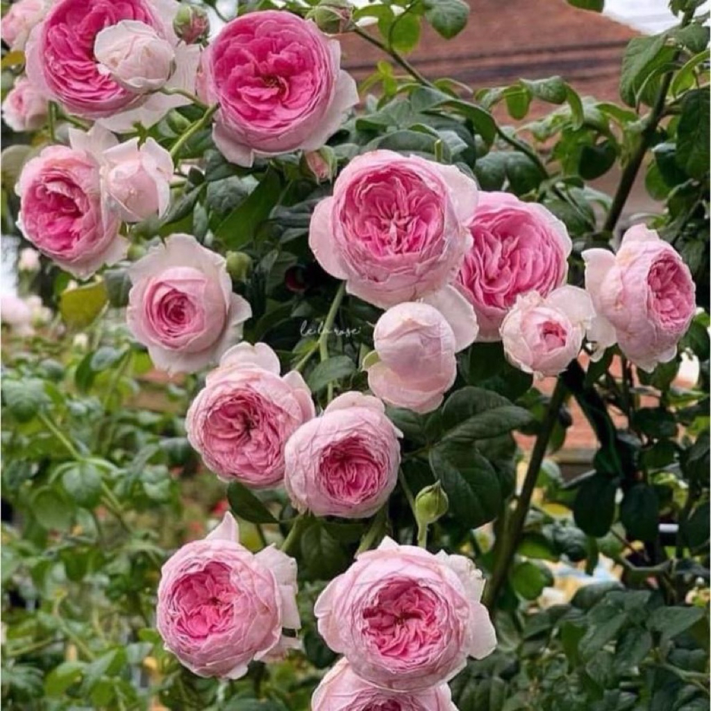 กุหลาบสายพันธุ์มองเคอร์ (mon coeur) สีชมพู เลื้อยญี่ปุ่นทรงถ้วย กลิ่นหอม สำหรับการตกแต่งบ้านและสวน