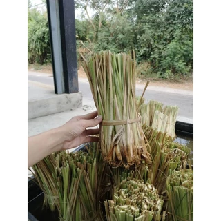 หญ้าแฝก ต้นแฝกฟื้นฟูดิน ป้องกันดินพังทลาย 100ต้น