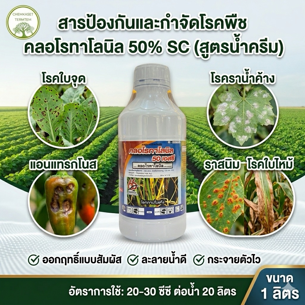คลอโรทาโลนิล 50SC ป้องกันกำจัดโรคใบจุด โรคราน้ำค้าง โรคแอนแทรคโนส โรคใบไหม้ โรครากำมะหยี่ โรคตากบ