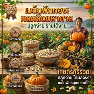 เมล็ดฟักทองไข่ลืมผัวแท้ 100% ผลผลิตสูง ปลูกขายกำไรดี