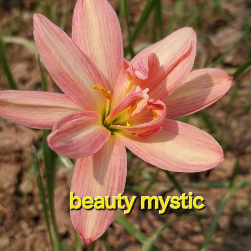 บัวดิน beauty mystic