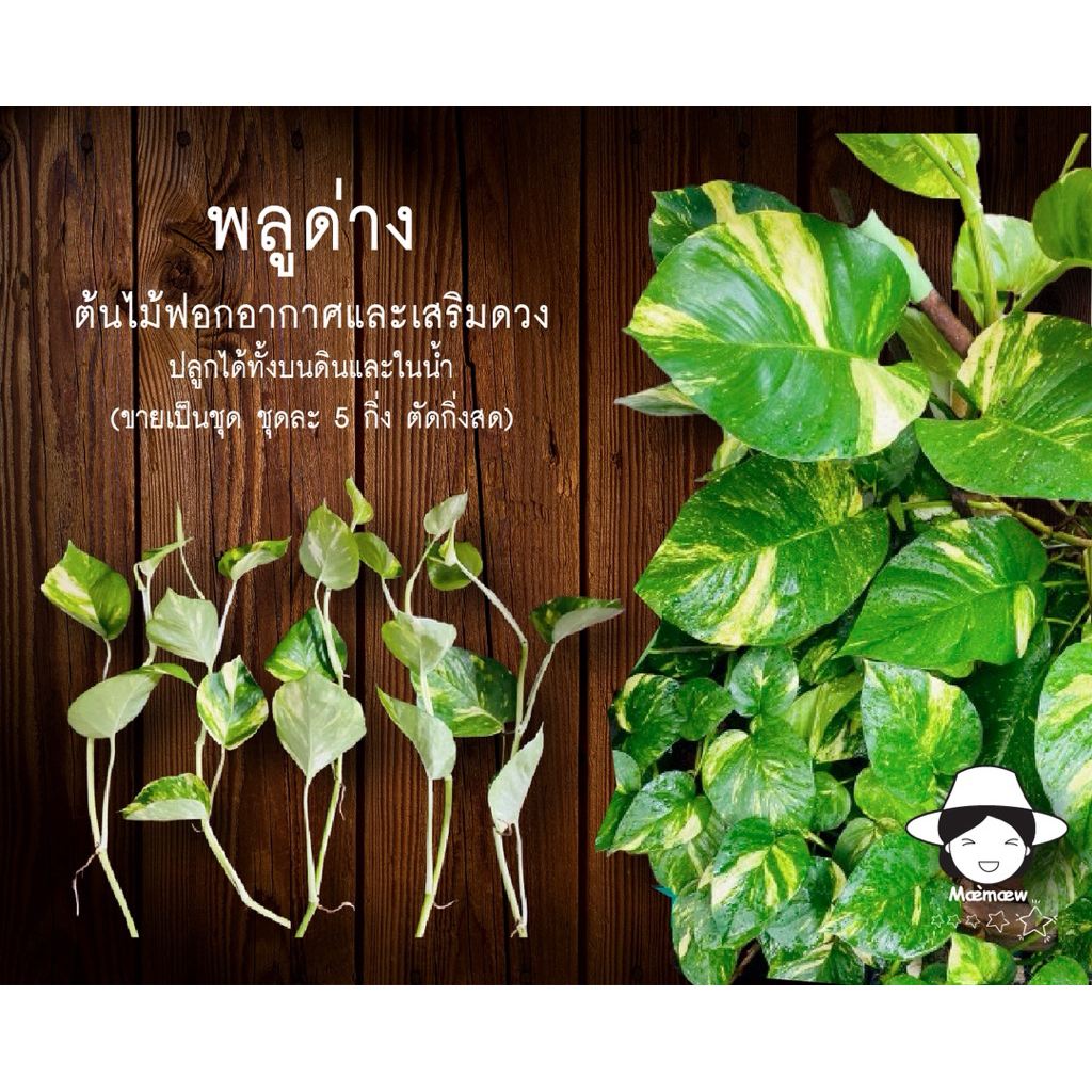 พลูด่าง  ต้นไม้ฟอกอากาศและเสริมดวง ปลูกได้ทั้งบนดินและในน้ำ้ (ขายเป็นชุด ชุดละ 5 กิ่ง ตัดกิ่งสด)