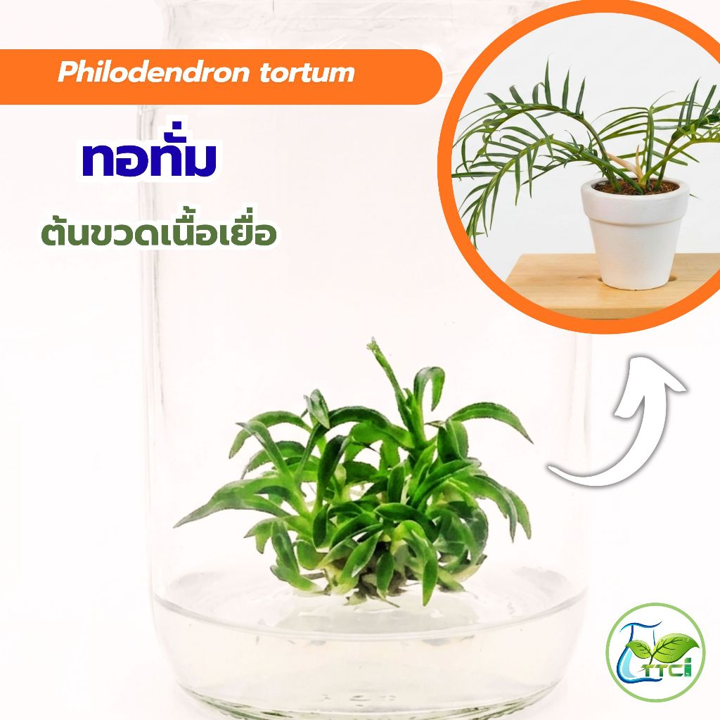 ทอทั่ม (ต้นเนื้อเยื่อ) เซต 10 ต้น