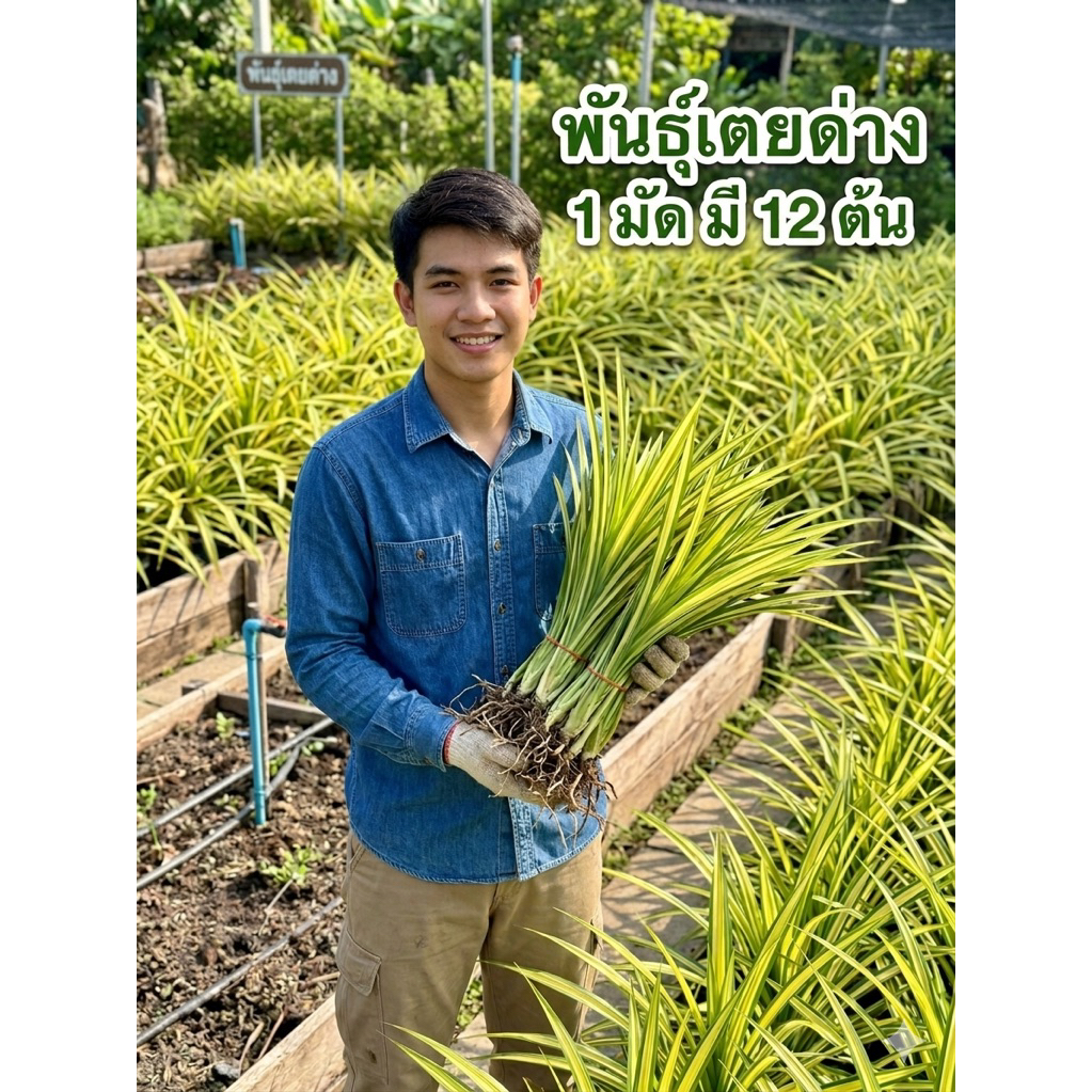 พันธุ์เตยด่าง 1 มัด มี 12 ต้น