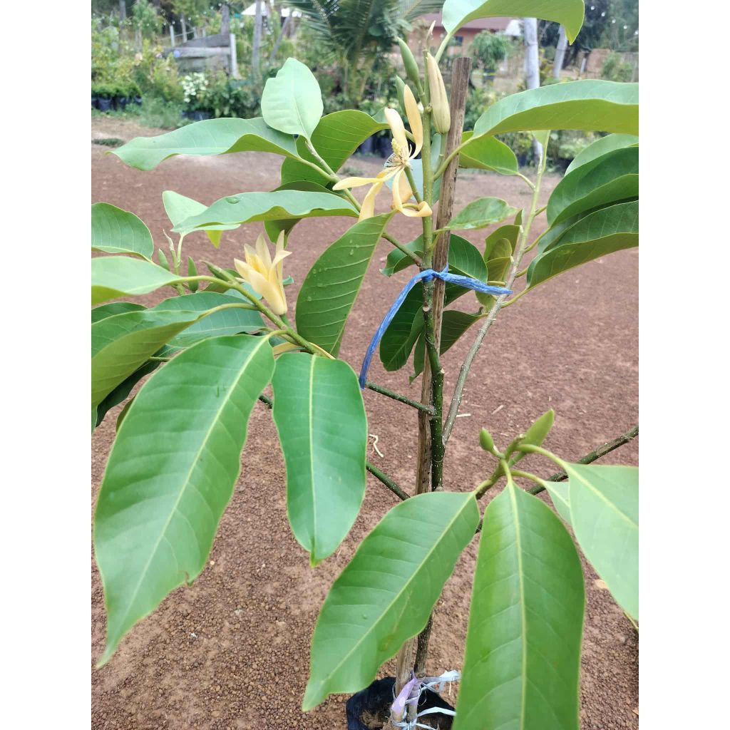 ต้นจำปีดอกสีขาวนวล ดอกใหญ่ กลิ่นหอมไกลหอมสดชื่น ติดดอกดก สูง70-100ซ.ม แบบทาบกิ่ง