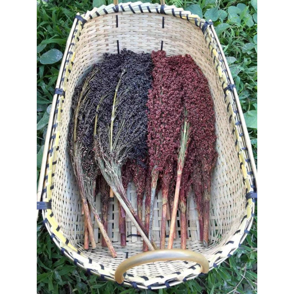 🌼 อ้อยเย้า  อ้อยดอย หรือ ข้าวฟ่าง (สีแดง-ดำ)เมล็ดพันธุ์สำหรับปลูก ชุดละ 130.- บรรจุ  300++ เมล็ดทานลำต้นทานเหมือนอ้อย
