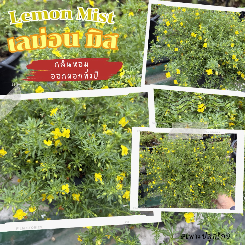 ต้นเลม่อนมิสต์ Lemon Mist ดอกหอม ไม้คลุมดิน เลี้ยงง่าย ทนแดด
