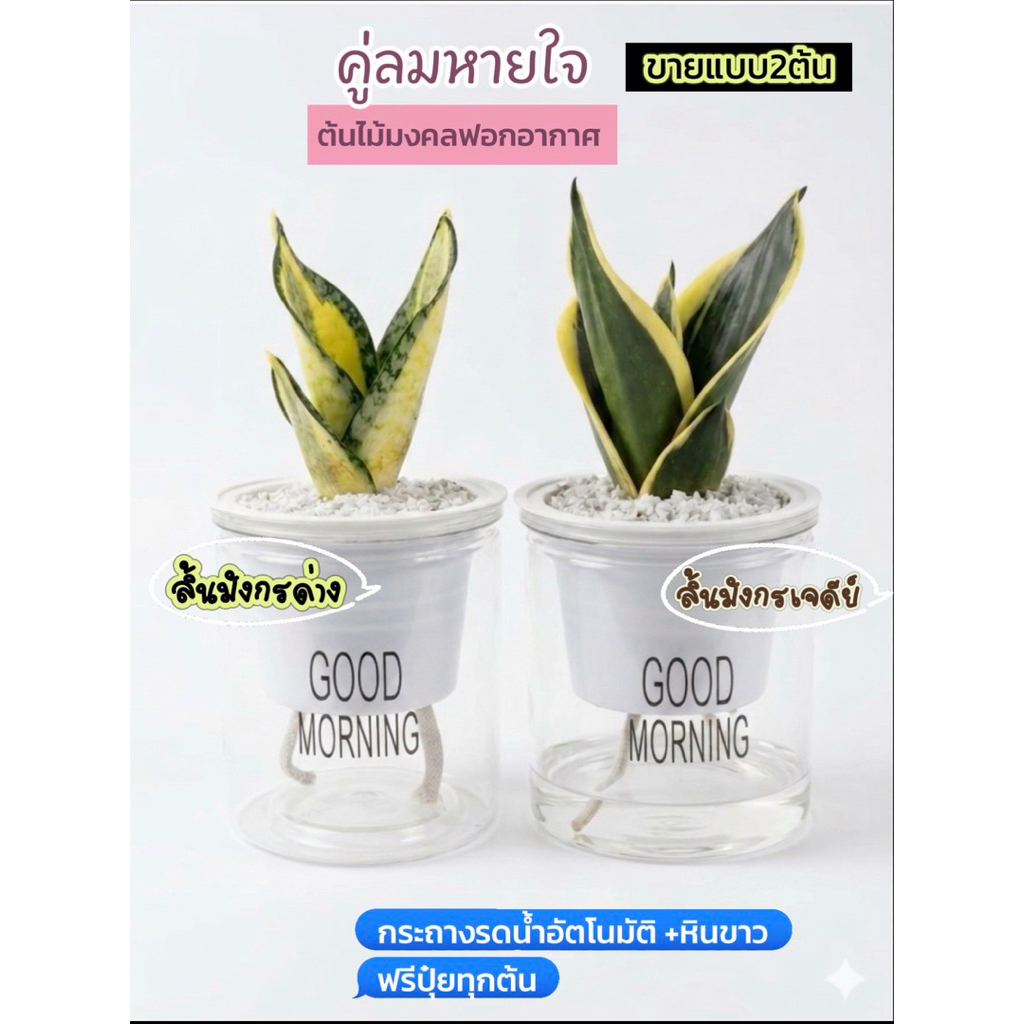 แพ็คคู่ลมหายใจ + กระถางรดน้ำอัตโนมัติ+หินขาว+ฟรีปุ๋ย