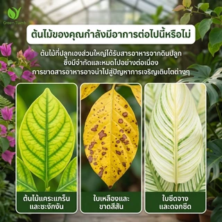 【GreenThumb】เฟอร์รัสซัลเฟต 250 กรัม ปรับสภาพดิน ลดความเป็นด่าง บำรุงธาตุเหล็ก ป้องกันใบเหลือง ใช้ได้กับไม้ใบ ไม้กระถาง