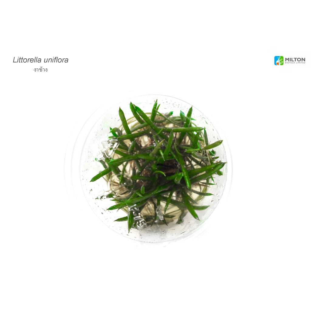 Littorella uniflora งาช้าง