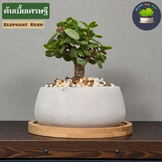 🌳บอนไซมินิ Bonsai Mini มีต้นหลายแบบ พร้อมกระถางปูนเปลือยทรงเตี้ย+จานรองไม้+หินหน้ากระถาง