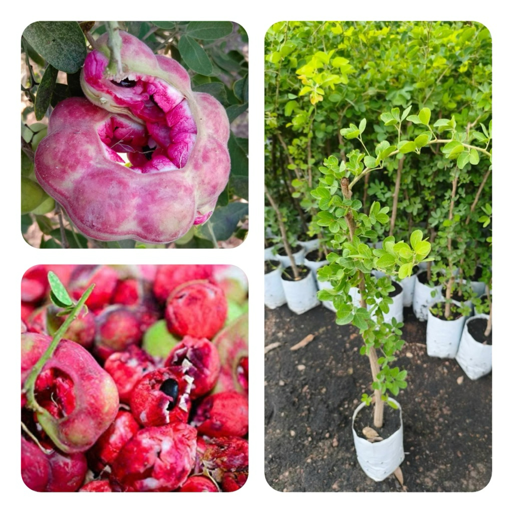 ต้นมะขามเทศสีชมพู ฝักหวาน เนื้อนุ่ม ปลูกง่าย โตไว สูง60-70cm