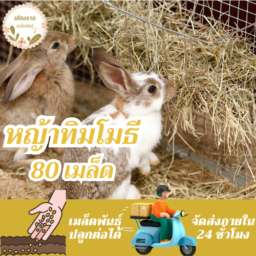 เมล็ดพันธุ์ หญ้าทิมโมธี 80 เมล็ด Timothy Grass seeds เมล็ดพันธุ์แท้ นำเข้าจากต่างประเทศ ปลูกผัก สวนครัว