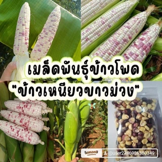 เมล็ดพันธุ์ข้าวโพดข้าวเหนียวขาวม่วงเหนียวหนึบ300เมล็ด59บาท ซื้อ 2 แถม 1 ซอง