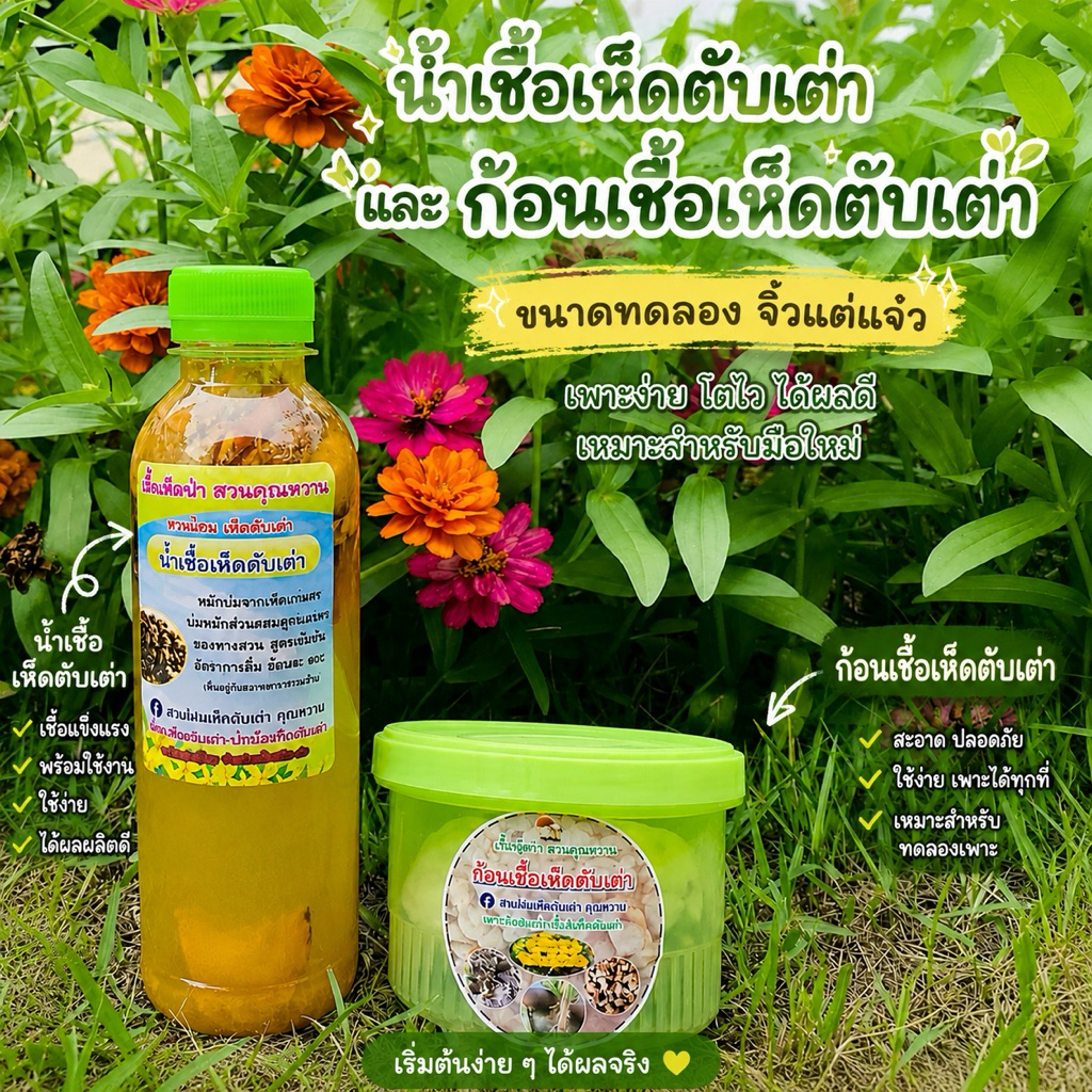 น้ำเชื้อเห็ดตับเต่า+ก้อนเชื้อ เซ็ตมินิพร้อมปลูก
