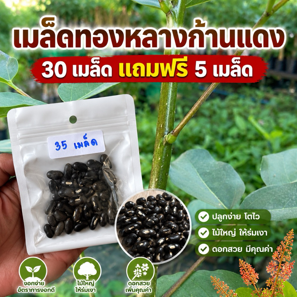 เมล็ดทองหลางก้านแดงแท้ 🌱 🔥 30 เมล็ด แถมฟรี 5 เมล็ด 🔥 ปลูกง่าย โตไว โตเร็ว