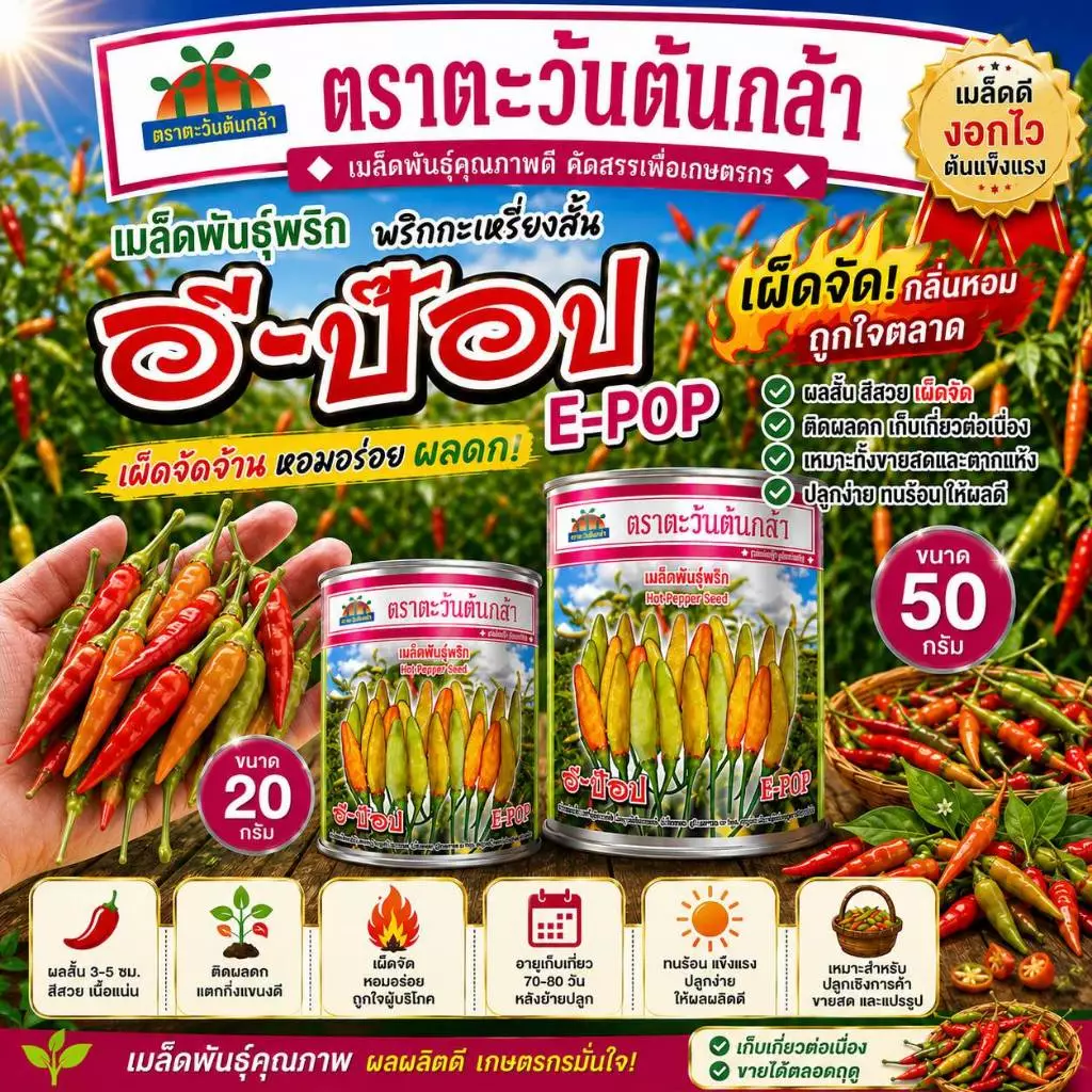 เมล็ดพันธุ์พริกกะเหรี่ยงคัดพิเศษ อีป็อป (ตะวันต้นกล้า) ขนาด 20-50 กรัม