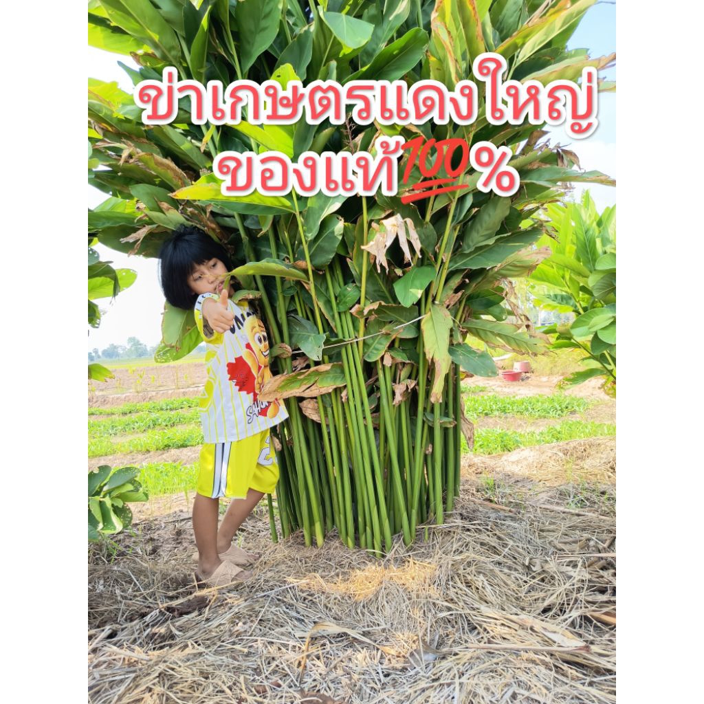 💥ต้นข่าเกษตรแดงใหญ่💥(10-15ต้น) ลำต้นใหญ่ อวบ สูง ปลูกง่าย ทนทาน หน่อแดงสด