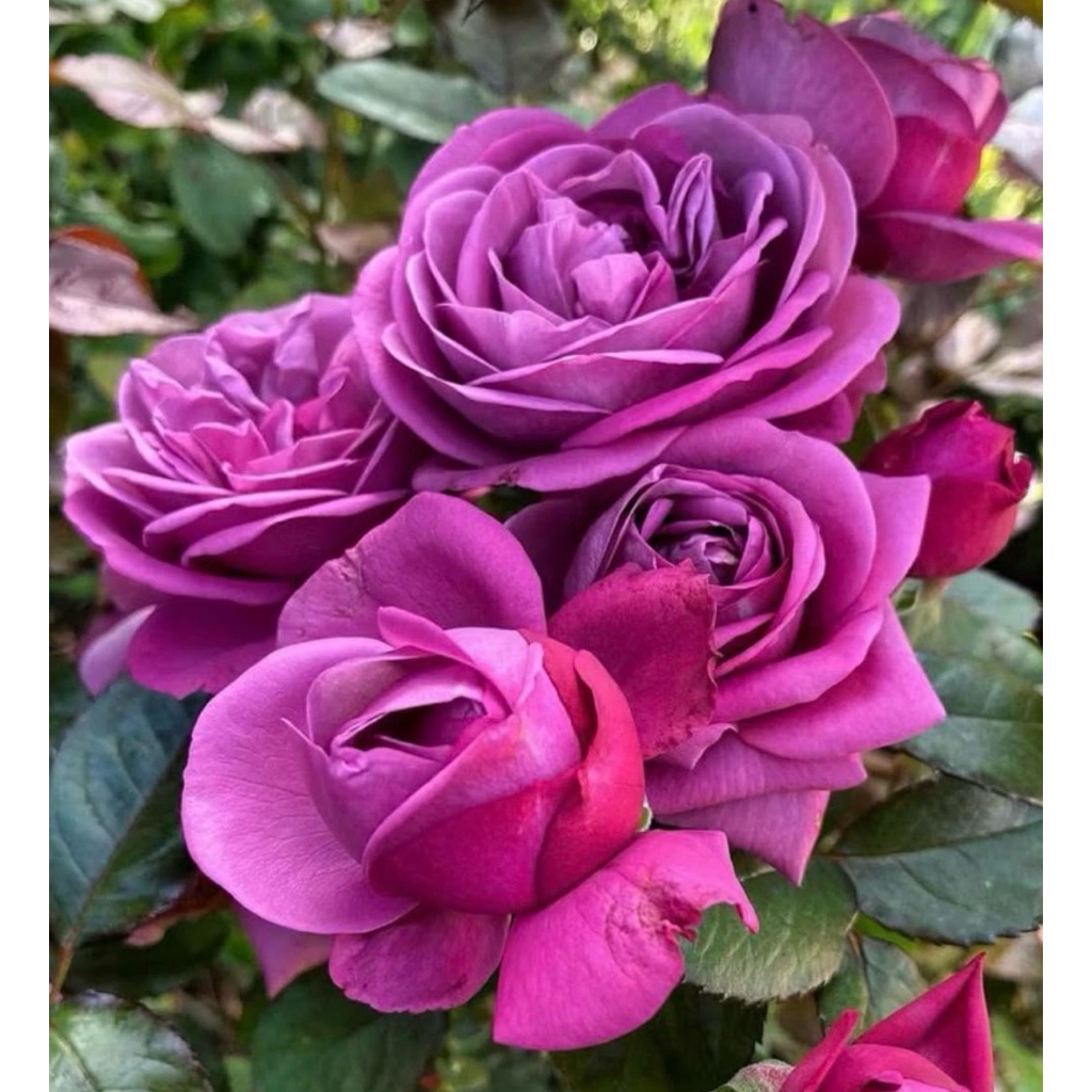 กุหลาบสายพันธุ์ แต้งกิ้ว โรส (Thank you Rose) สีม่วงเข้ม ใบมันเงาสีเขียวม่วง มีกลิ่นหอมแรง เลี้ยงง่าย ออกดอกเก่ง