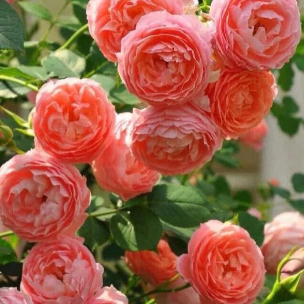 กุหลาบสายพันธุ์ โรแมนติก ตูตู (Ramantic TuTu) กุหลาบเลื้อยสีส้มโอรส กลิ่นหอมแรง