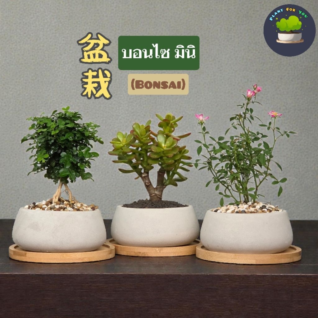 🌳บอนไซมินิ Bonsai Mini มีต้นหลายแบบ พร้อมกระถางปูนเปลือยทรงเตี้ย+จานรองไม้+หินหน้ากระถาง
