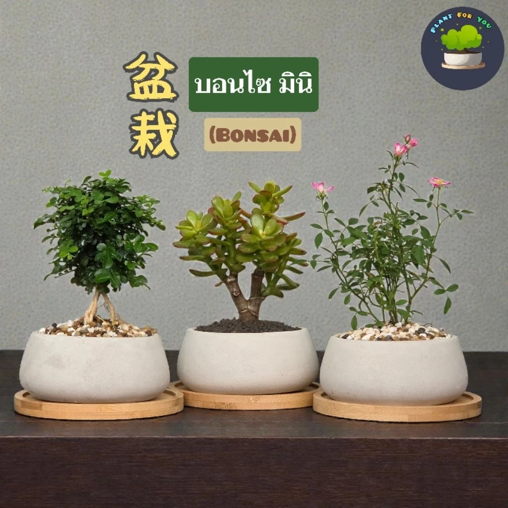 🌳บอนไซมินิ Bonsai Mini มีต้นหลายแบบ พร้อมกระถางปูนเปลือยทรงเตี้ย+จานรองไม้+หินหน้ากระถาง