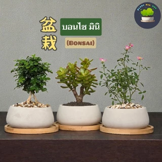 🌳บอนไซมินิ Bonsai Mini มีต้นหลายแบบ พร้อมกระถางปูนเปลือยทรงเตี้ย+จานรองไม้+หินหน้ากระถาง