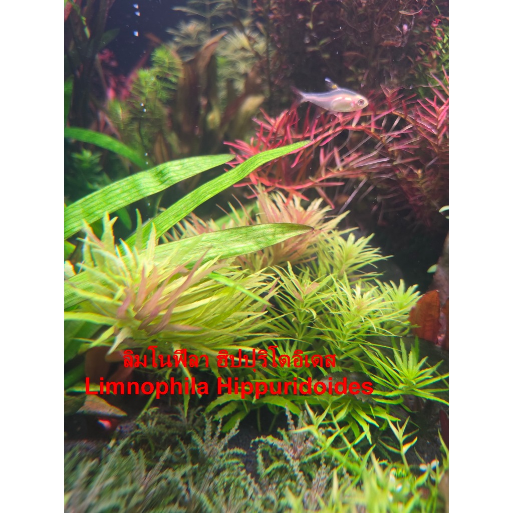 ลิมโนฟีลา ฮิปปุริโดอิเดส Limnophila Hippuridoides