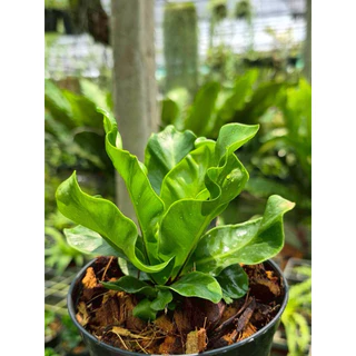 เฟิร์นคอบบร้า [Cobra Bird's nest fern] กระถางดำ 4 นิ้ว
