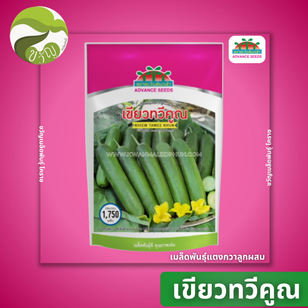 เขียวทวีคูณ เมล็ดพันธุ์ แตงกวา แตงกวาลูกผสม ตราตะวันต้นกล้า พันธุ์ใหม่