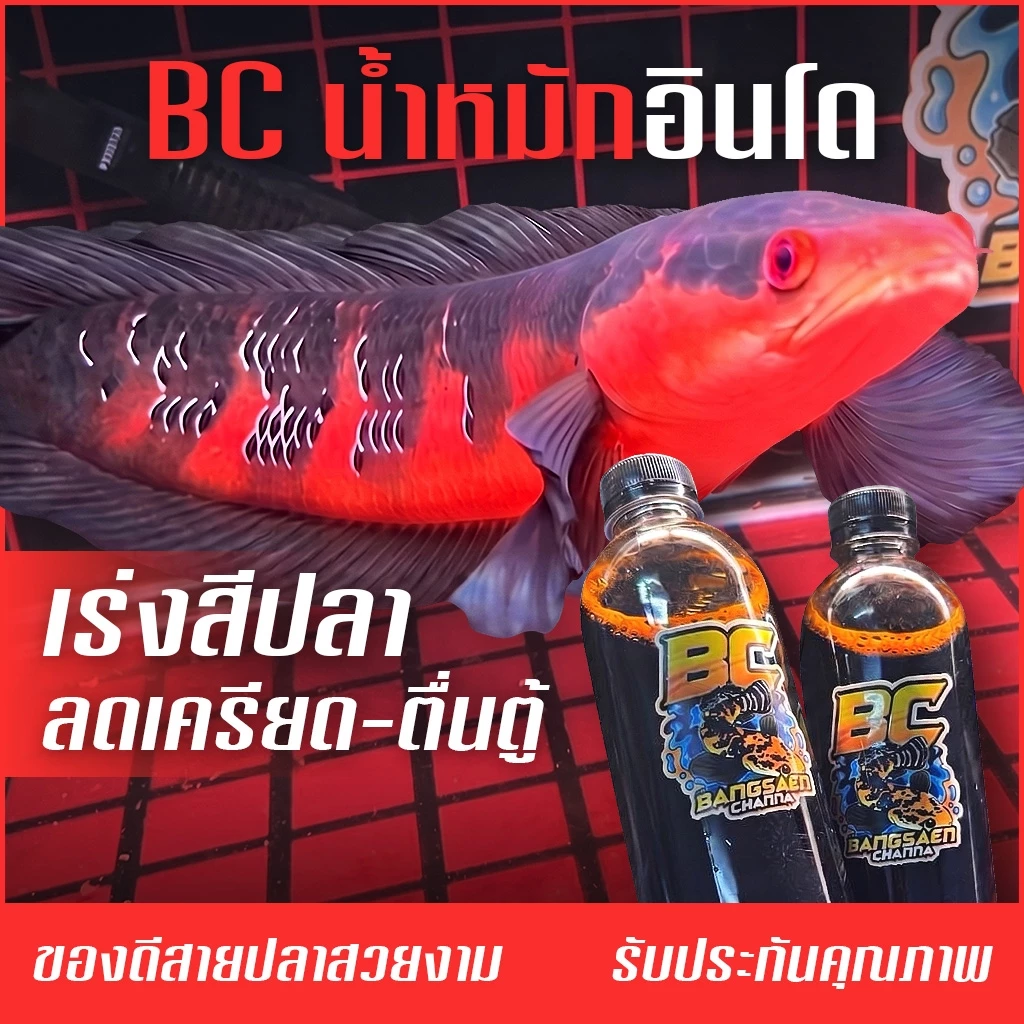 BC น้ำหมักปลาช่อนข้าหลวง สูตรจากอินโด เร่งสีสัน ลดเครียด ช่วยสมานแผล เข้มข้นขั้นสุด ใช้ได้กับทุกสี