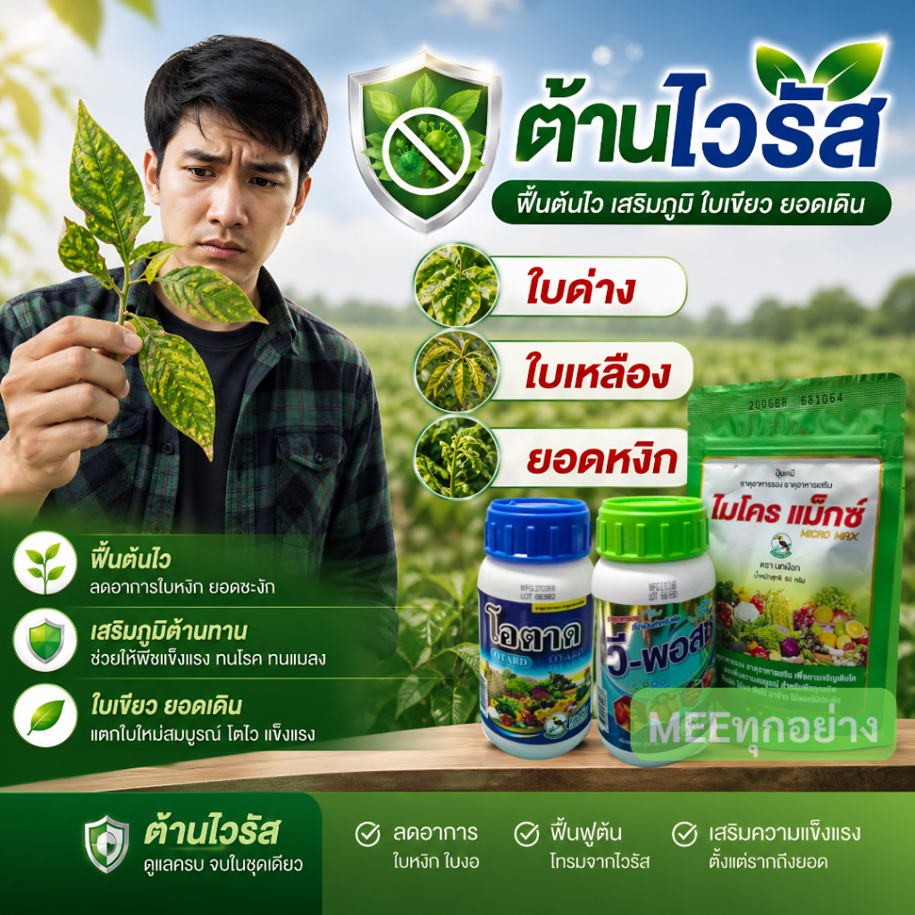 ต้านไวรัส สูตรใหม่เข้มข้นกว่า แก้ใบด่าง ใบเหลือง ดาวเรือง ยอดหงิก ในพริก แตง ไม่ลามชัวร์