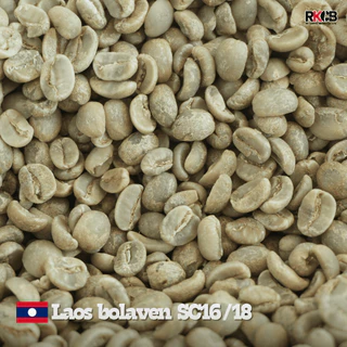 สารกาแฟอราบิก้าลาว โบลาเวน Laos Bolaven - SC16/18 บรรจุ 500g - 1Kg. RK.Coffeebean. [พร้อมส่ง]