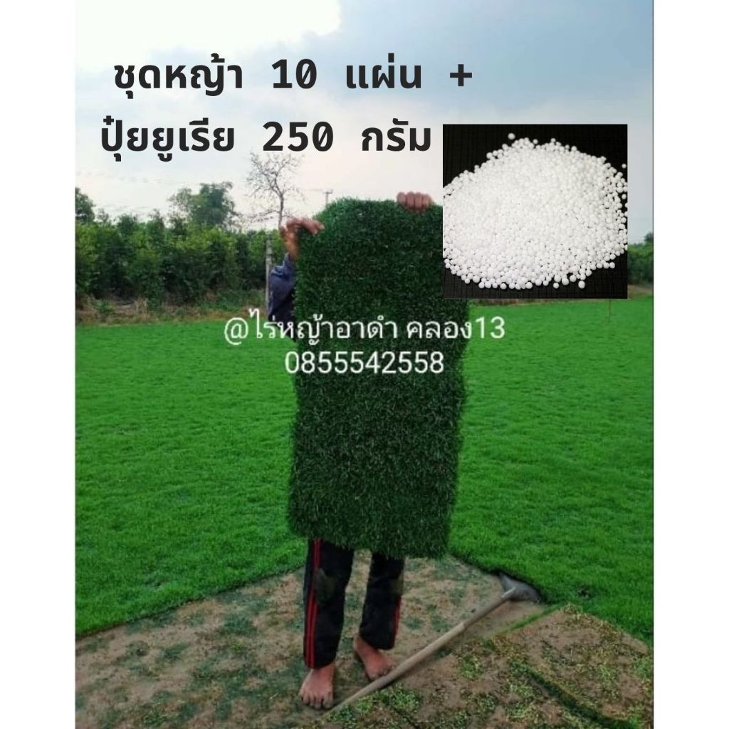 ส่งฟรี ชุดหญ้าปูสนาม 10 แผ่น/ 5 ตรม หญ้านวลน้อย หญ้าญี่ปุ่น หญ้ามาเลเซีย หญ้าสด หญ้าอย่างเดียว หรือพร้อมปุ๋ยบำรุง