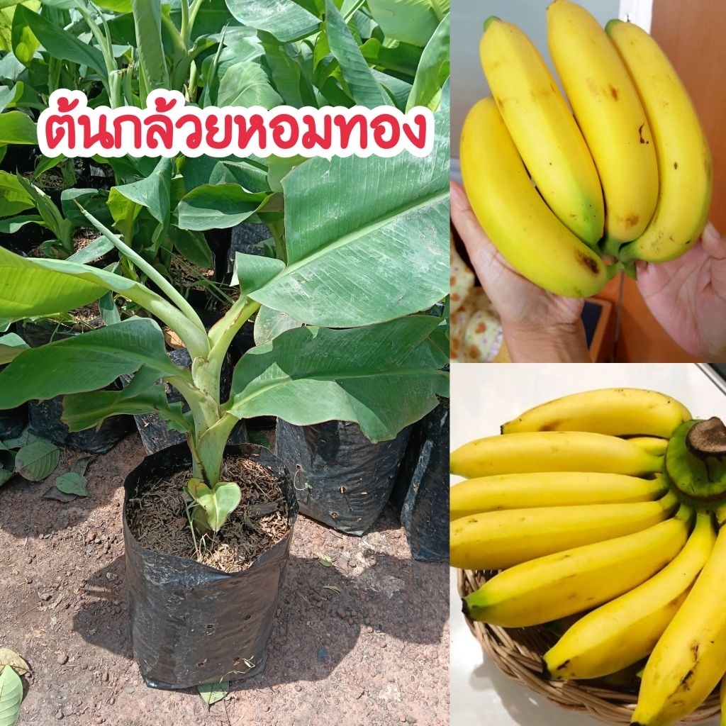 ต้นกล้วยหอมทอง พันธุ์แท้ 100% แบบชำหน่อในถุงดำพร้อมปลูก