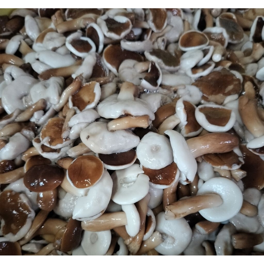 เห็ดผึ้งขมเห็ดยูคาเห็ดเหม็ดต้ม (1 kg.)ปี69