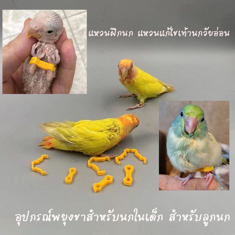 แหวนฝึกนก แก้ปัญหานกยืนไม่ได้เวลาวัยเด็ก อุปกรณ์พยุงขาสำหรับนกลูกนก แก้ขานก การแก้ไขนกแก้ว ห่วงขานก