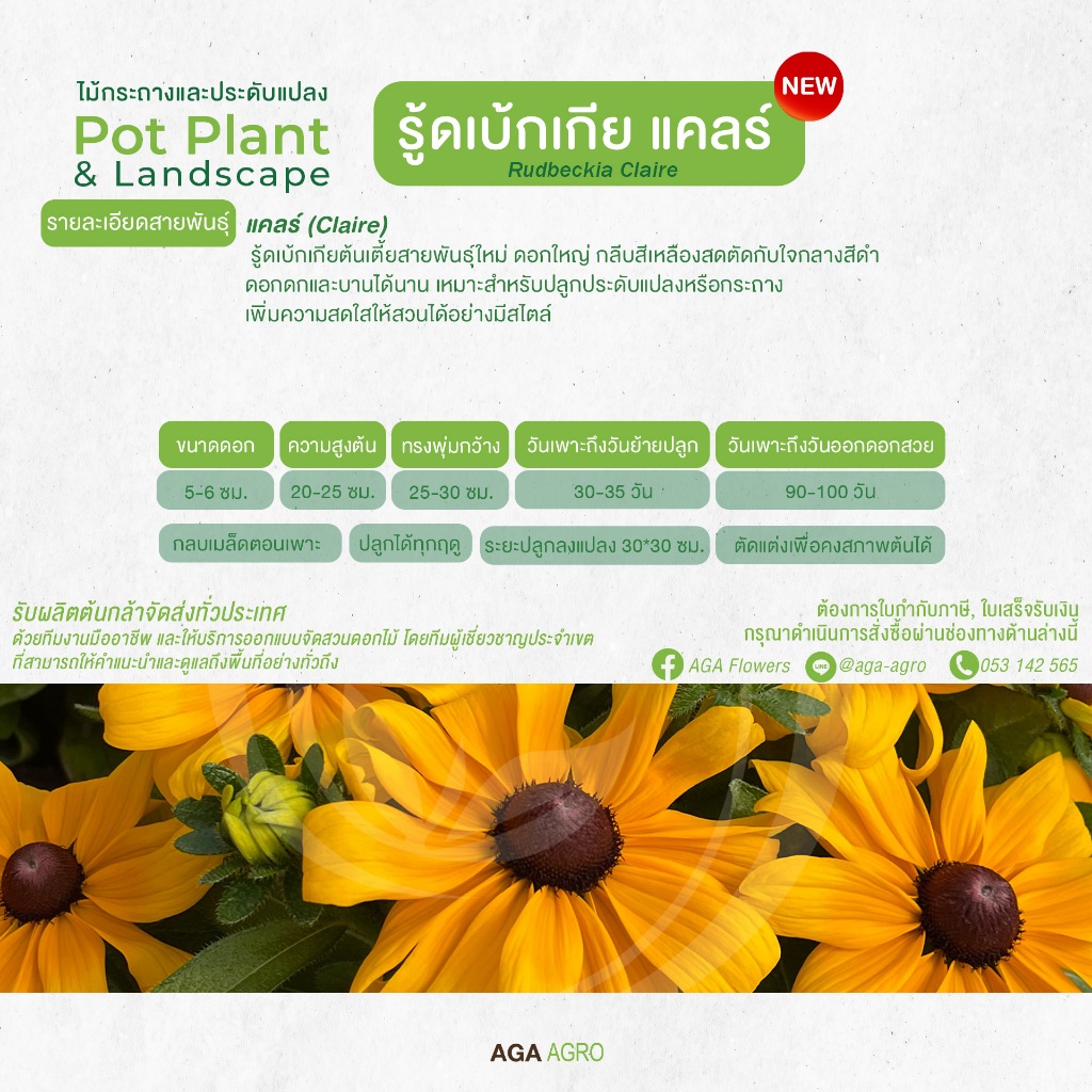 AGA AGRO I "รู้ดเบ้กเกีย แคลร์" สายพันธุ์ใหม่ ต้นเตี้ย รูปที่ 2