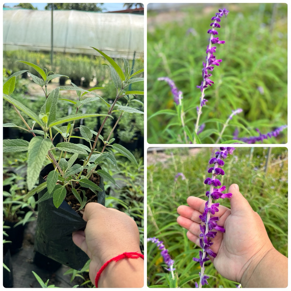 เม็กสิกันเสจ Mexican Bush Sage //แบบถุง