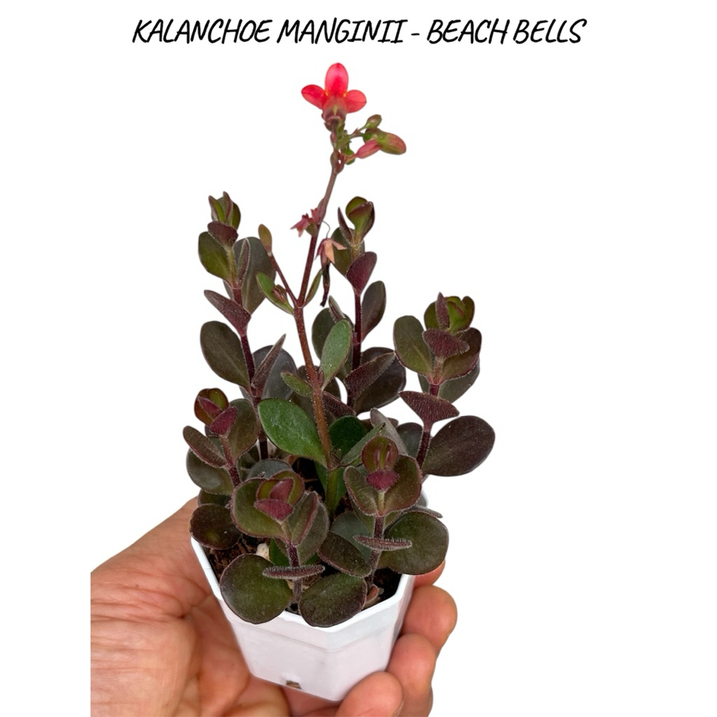 KALANCHOE MANGINII - BEACH BELLS (ปลายใบมนและมีขน) ไม้อวบนำ้ สวยๆ น่ารักๆ มีดอกสีแดง ขนาด 2 นิ้ว