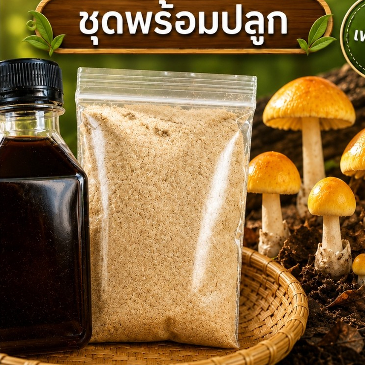 ชุดหัวเชื้อเห็ดระโงก 1ชุด ของแท้ สูตรเข้มข้น พร้อมปลูกในสวนใต้ต้นไม้ได้