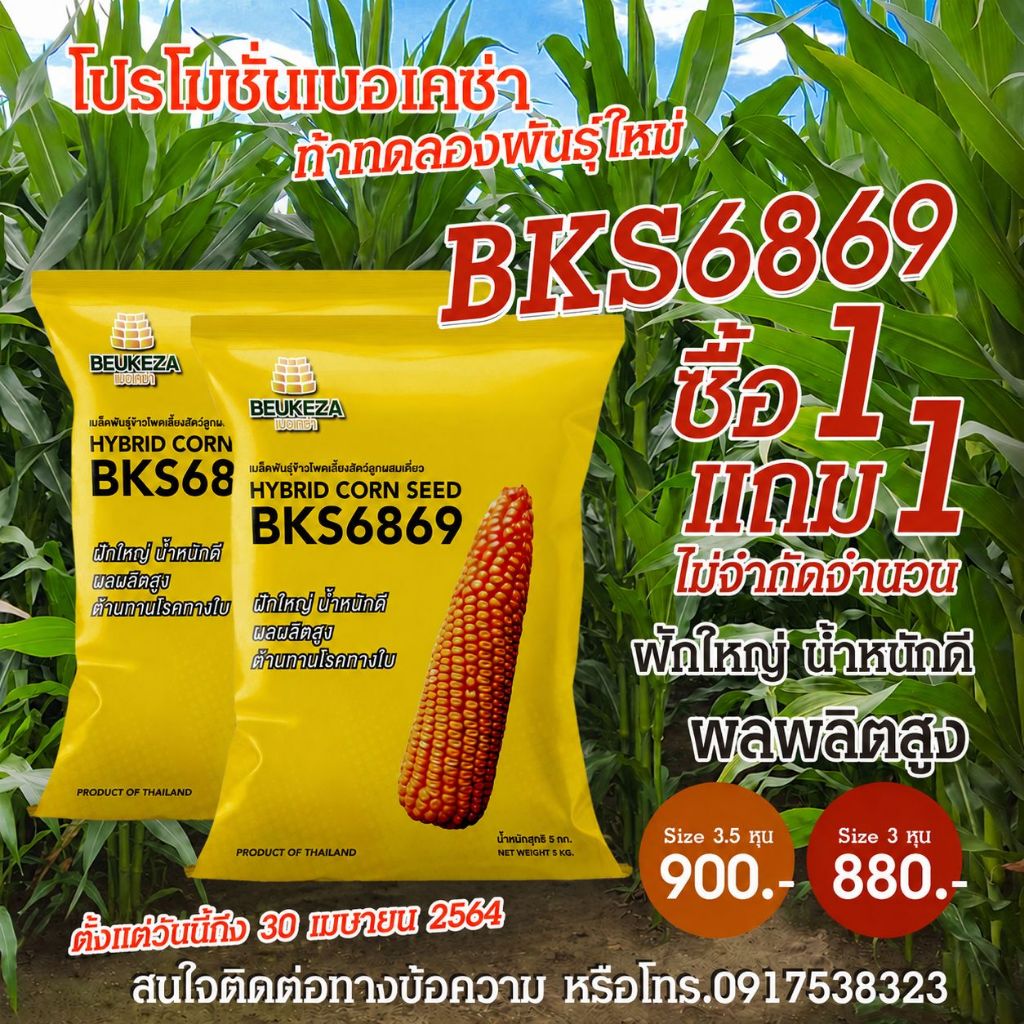 ซื้อ 1 แถม 1 โปรโมชั่นเบอเคซ่า ท้าทดลองพันธุ์ใหม่ BKS6869 (ถุง 5 ก.ก. * 2 ถุง)