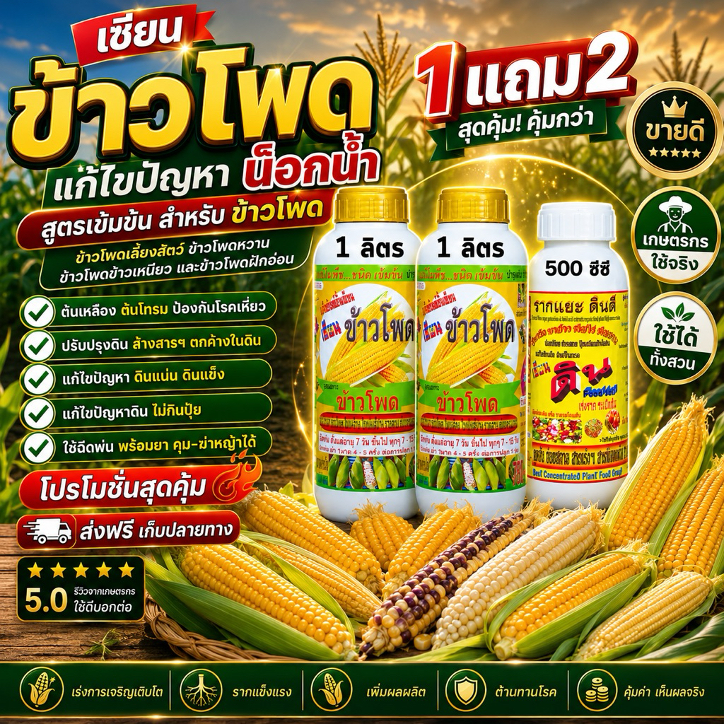 เซียนข้าวโพด 1แถม2  อายุเก็บเกี่ยวสั้นลง ทนต่อโรคและแมลง ทรงฟักยาว เพิ่มผลผลิต รากและต้นแข็งแรง