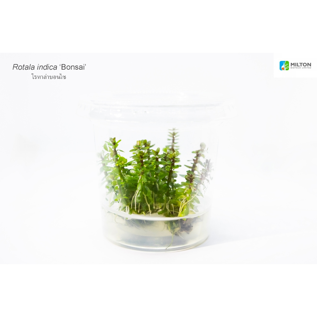 โรทาล่าบอนไซ Rotala indica ‘Bonsai’