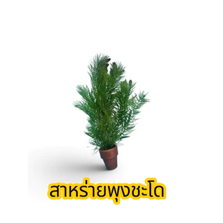 สาหร่ายพุงชะโดพร้อมกระถาง ฟอกอากาศ ช่วยเพิ่มออกซิเจน(ราคาต่อกระถาง)(7กระถางแถม1 กระถาง)