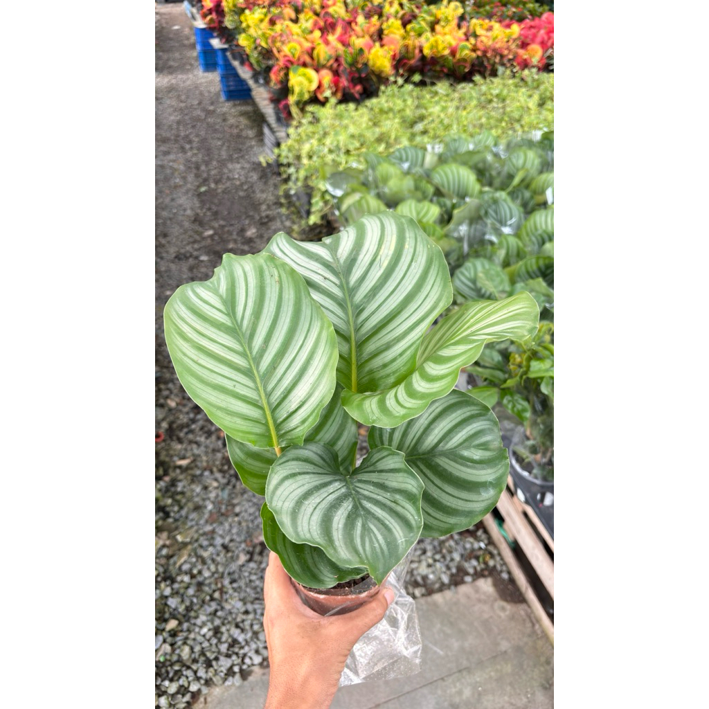 พร้อมส่ง#คล้าใบตอง #Calathea orbifolia เป็นคล้าสายพันธุ์หนึ่งที่มีความโดดเด่นเรื่องลวดลายของใบ 4-5-6นิ้ว ยอดนิยมแต่งบ้าน