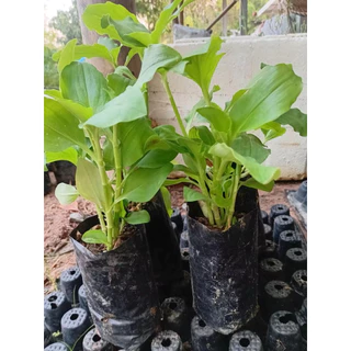 🌿 ต้นผักปราบใบมน พร้อมปลูก 🌿 5 แถม 1