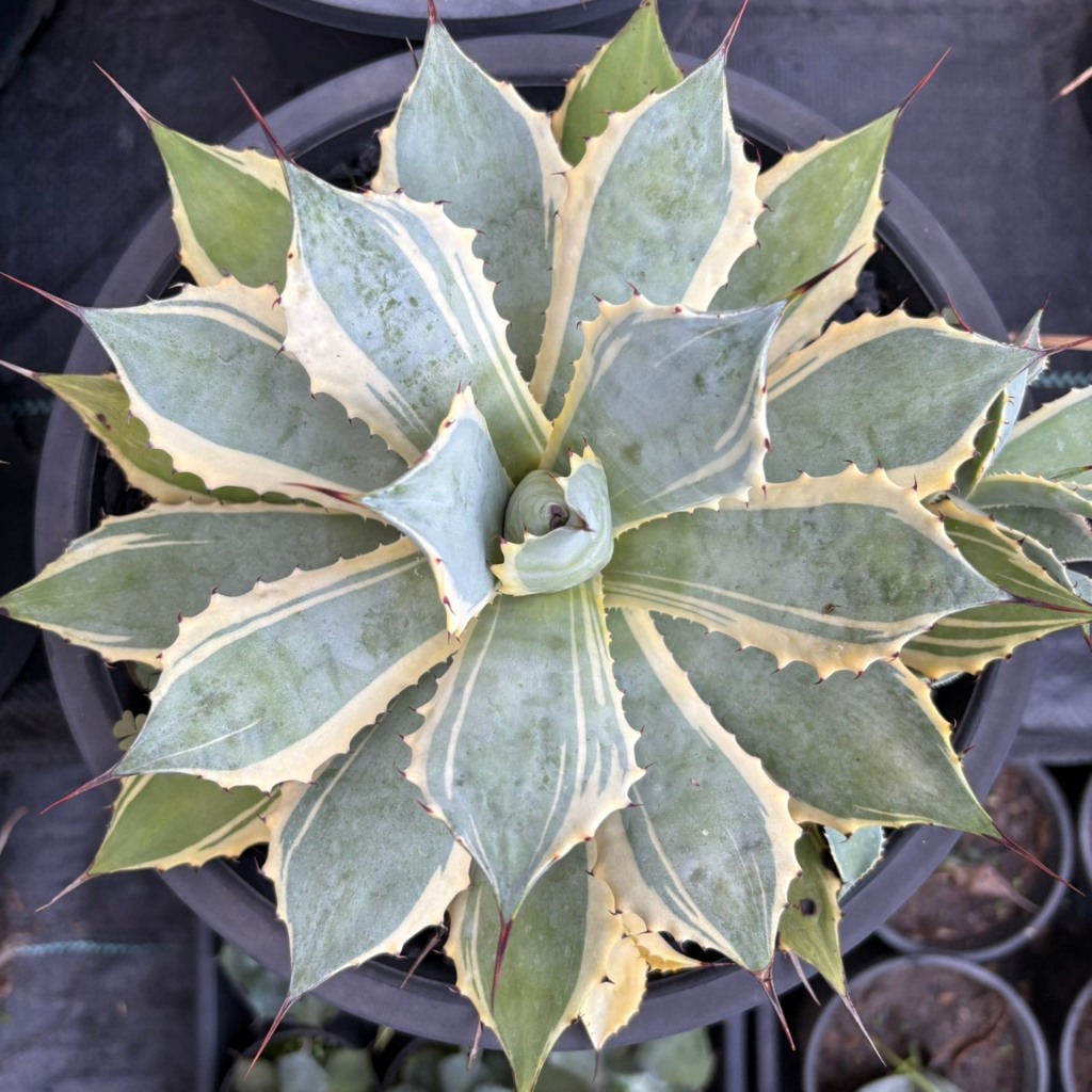 อากาเว่ Agave Potatarum x Bloodspot